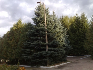 ÒÅÐÍÎϲËÜ. ÊÎÍÊÓÐÑ