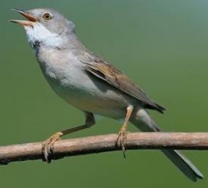 81 ÇÀѲÄÀÍÍß 19 ×ÅÐÂÍß